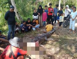 Terkam Seorang Lansia, Seekor Buaya di Butur Diburu Warga hingga Mati Dipenggal