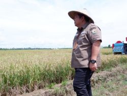 6.070,85 Hektare Sawah di Sultra Kering akibat El Nino