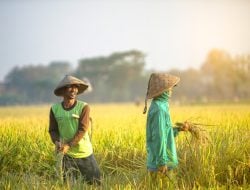 Awal Tahun 2024, Nilai Tukar Petani Sultra Naik Sebesar 1,28%