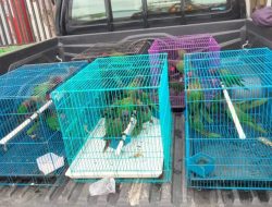 40 Ekor Nuri Bayan Hijau Ilegal Digagalkan Masuk Wilayah Sultra.