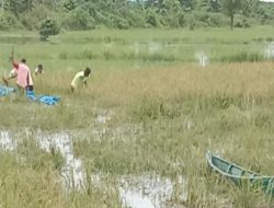 Antisipasi Dampak Banjir, Distanak Sultra Instruksikan Petugas POPT Siap Siaga