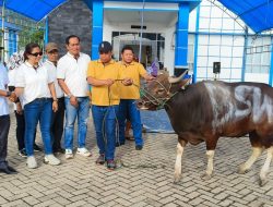 KUPP Molawe Salurkan Sapi Kurban di 4 Desa Konut