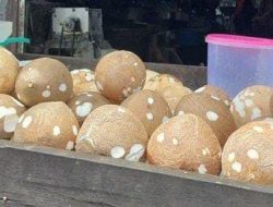 Harga Kelapa Parut di Kendari Tembus Rp13 Ribu per Buah