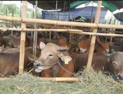 Hari Raya Kurban Sebentar Lagi, Stok Sapi di RPH Kendari Melimpah