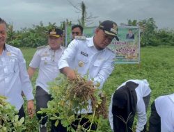 Pemkot Kendari Panen Perdana Komoditi Kacang Tanah