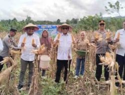 Wujudkan Ketahanan Pangan, Pemkab Butur Bersama Polres Gelar Panen Raya Jagung