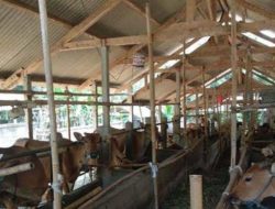 Jelang Lebaran Idul Adha, Penjualan Sapi Kurban di Kendari Meningkat