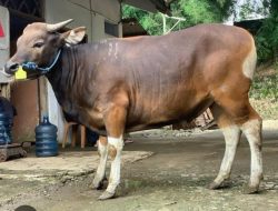 Kota Kendari dapat Jatah Sapi Kurban dari Presiden RI