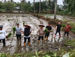 Dorong Ketahanan Pangan, Pemkot Kendari Tanam Padi Inpari di Lahan 2 Hektare