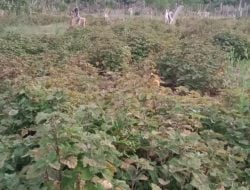 Harga Minyak Nilam di Mubar Anjlok, Petani Menjerit
