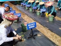 Harga Cabai Meroket, Kota Kendari Jadi Pilot Projek Penanaman Cabai Serentak di Sultra