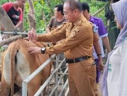 Distan Kendari Lakukan Penyuluhan Kesehatan Hewan, Ini Tujuannya